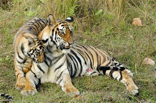 Tigress With A Kitten On A Grass