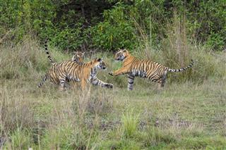 Bengal Tigers Are Fighting