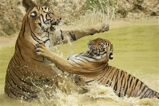 Adult Tigers Fight In The Water