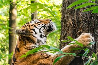 Tiger Scratches Tree Trunk