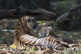 Sumatran Tiger And Cub