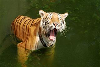Tigers Play Hot Water