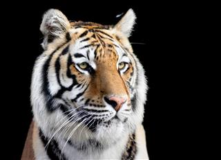 Portrait Of Tiger