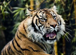 Tiger With Mouth Open