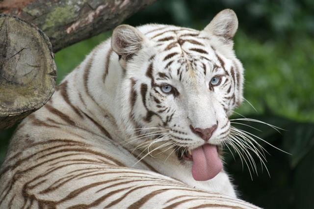 White Tiger Sticking Tongue Out