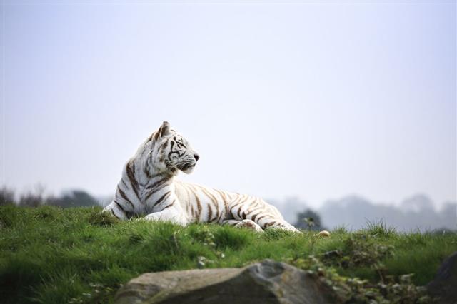 White Tiger Basking In The Sun