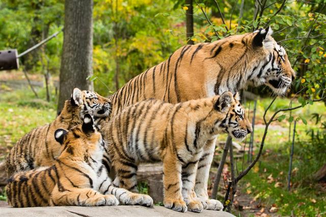 Tiger Mom And Cubs