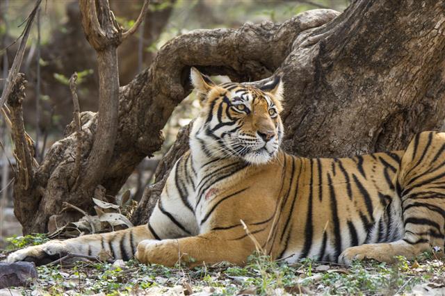 Bengal Tigers In National Park