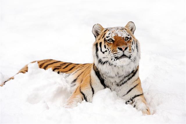 Tiger In Snow