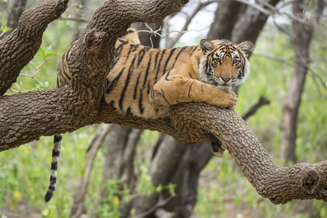 Bengal Tiger On A Tree
