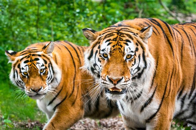 Two Tigers In Forest