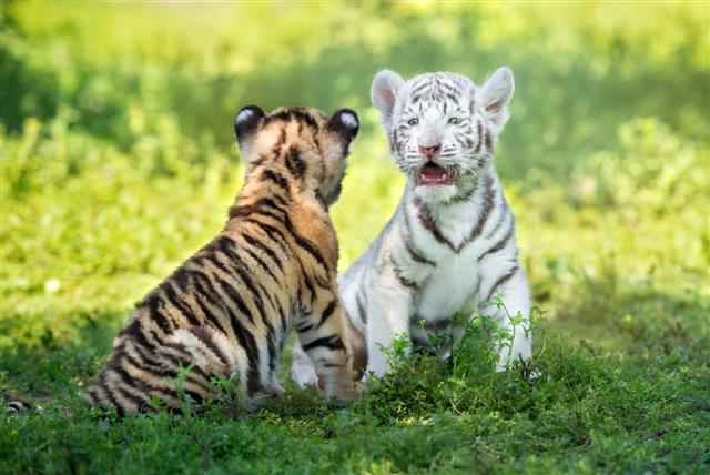 Two Adorable Tiger Cubs