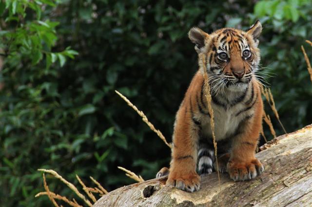 Sumatran Tiger Cub At London Zoo