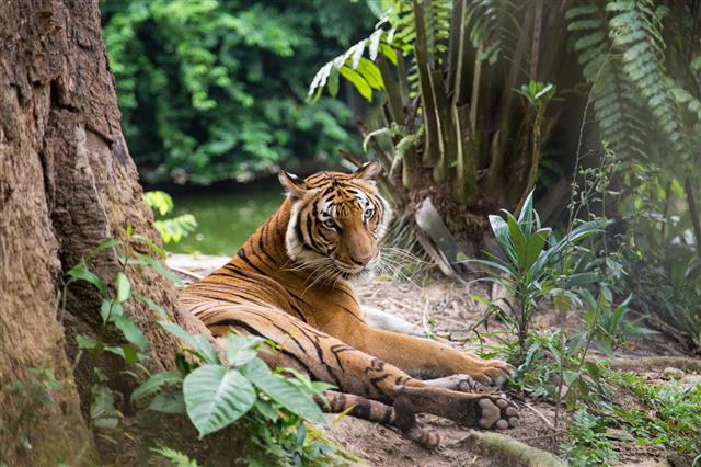 Malayan Tiger Is Resting