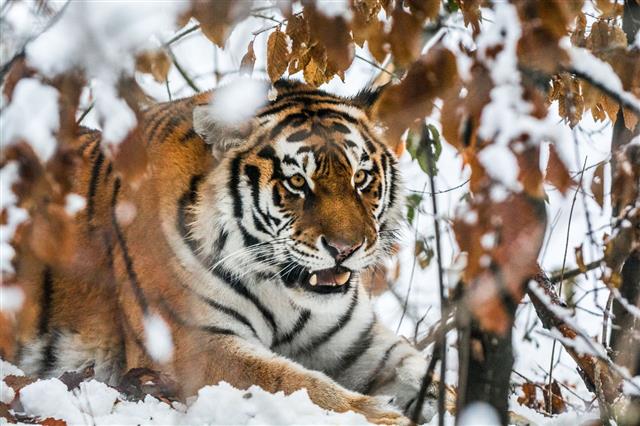 Tiger In Ambush