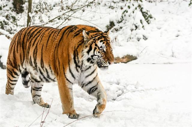 Walking Siberian Tiger In Snow
