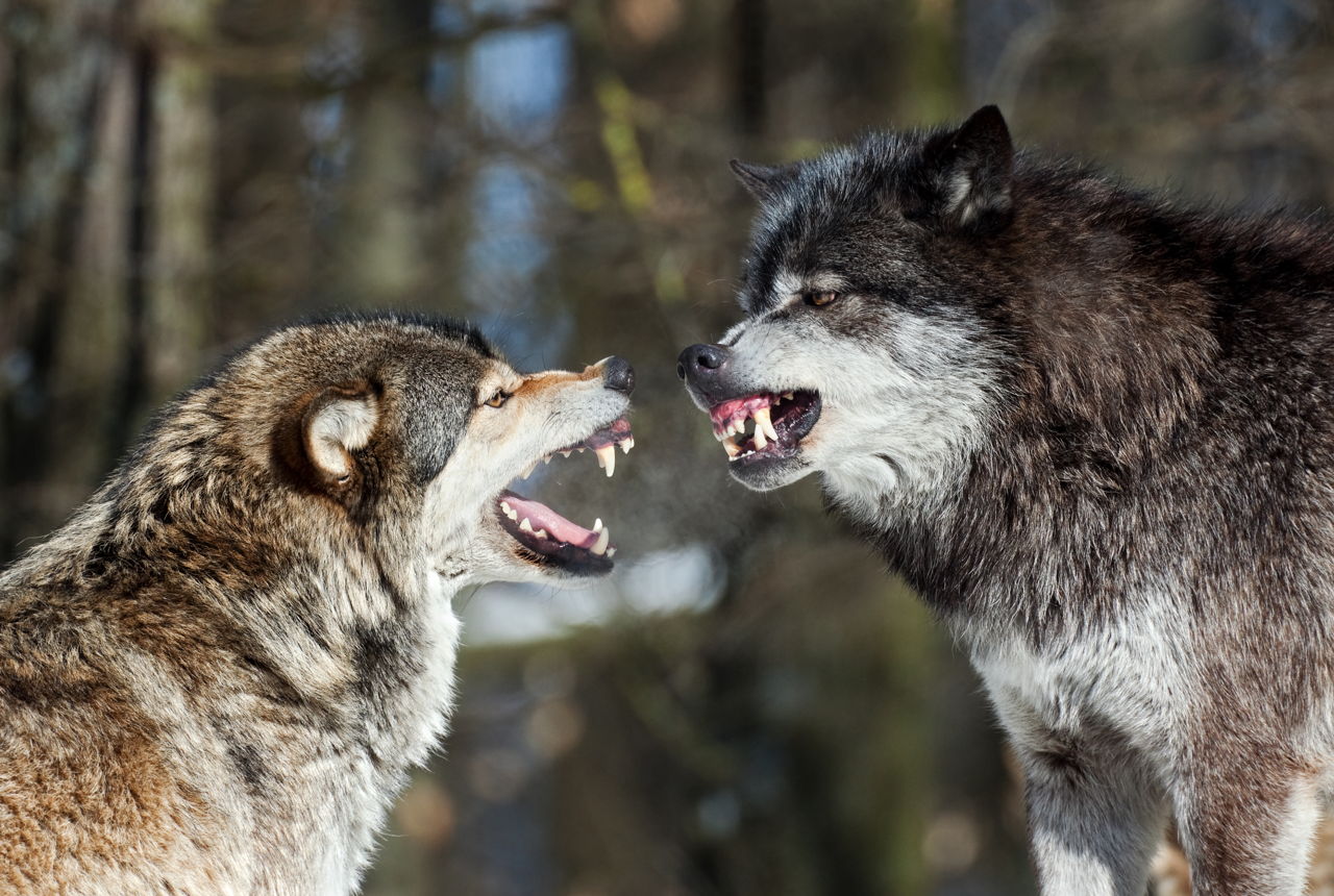 Remarkably Interesting Facts About Wolves You'd Love to Know - Animal Sake