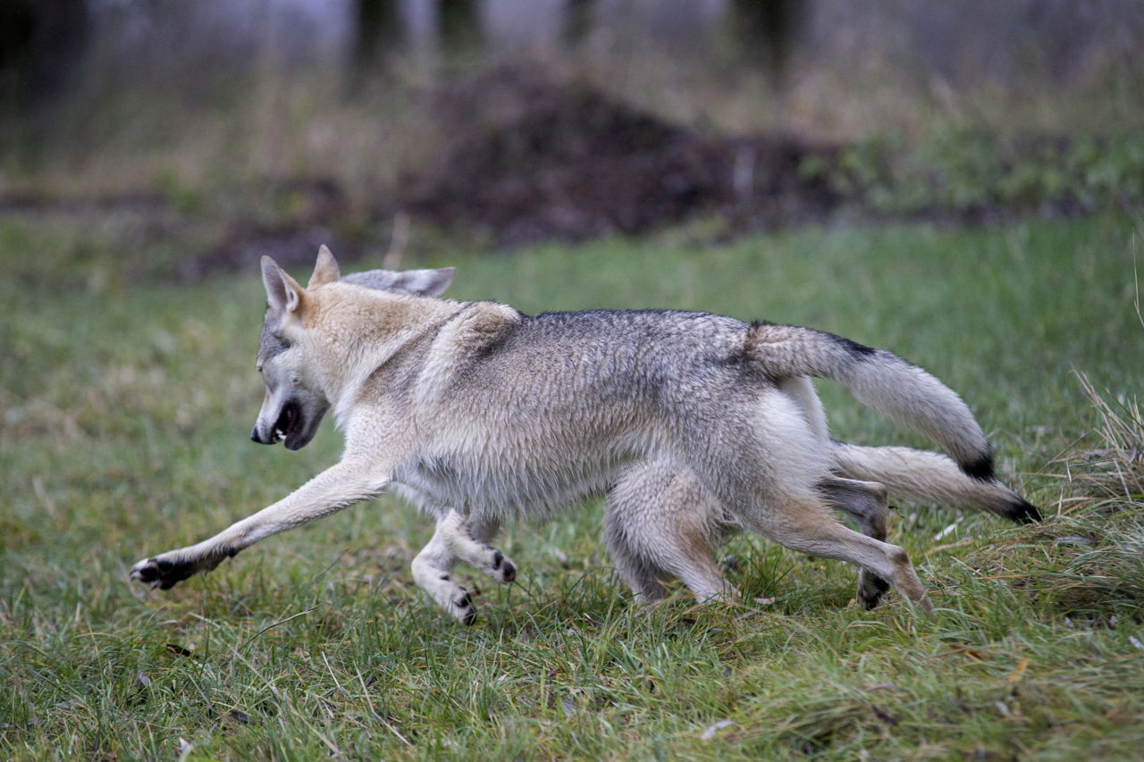 Exotic Names for Pets That are Fascinatingly Quirky - Pet Ponder