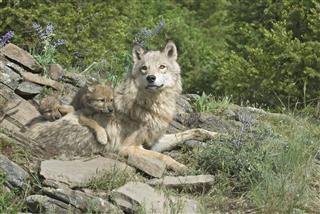 Gray Wolf With Cubs