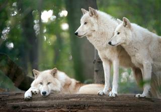 Arctic Wolves Pack In Wildlife