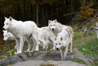 Pack Of Five Arctic Wolves
