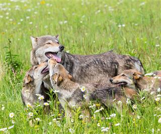 Mother Wolf With Three Cubs