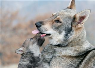 Wild Wolf And Her Puppie