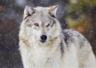 Wolf In Winter Snow