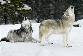 Two Wolves Howling