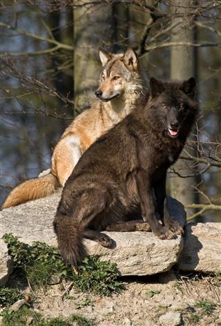 Relaxing Wolves