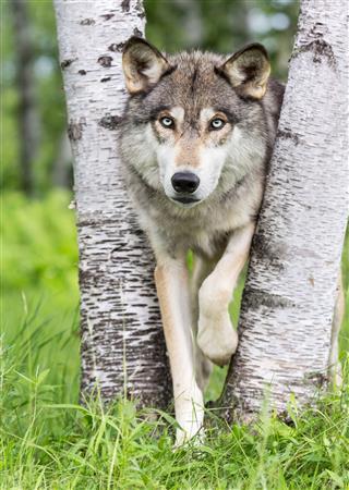 Wolf In Forest