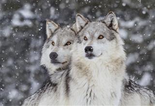 Wolves In Snow