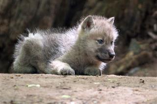 Baby Arctic Wolf In Wildlife