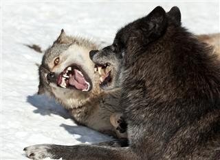 Agressive Wolves In Winter