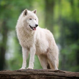 Arctic Wolf In Wildlife
