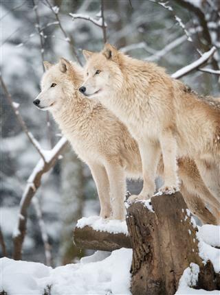 Arctic Wolves Pack
