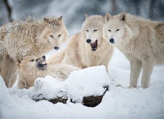 Arctic Wolves Pack