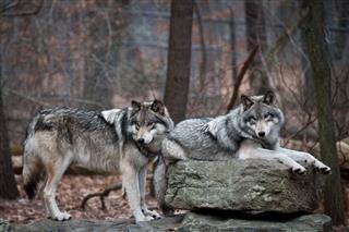 Gray Wolf Pair