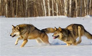 Wolves Running In Winter