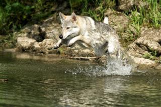 Wolf Dog Jumping Into Water