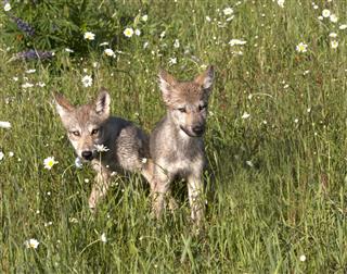 Wolf Puppies Playing