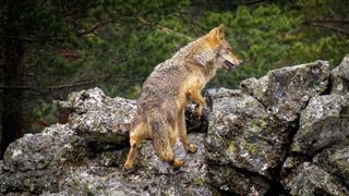 Wolf Climbing Rocks While Raining