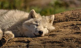 Arctic Wolf Relaxing In The Sun