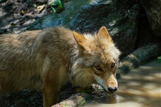 Wolf Drinking From Pond