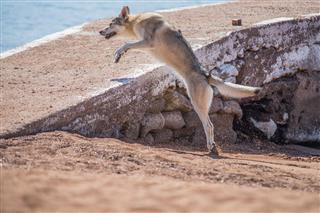 Wolf Dog Jumps Over A Boat