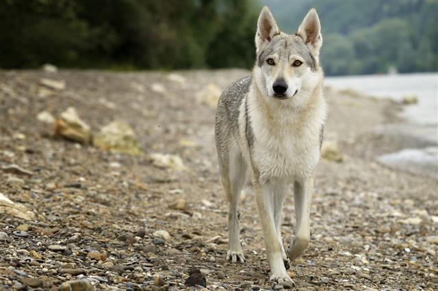 Beautiful Wolfdog Running