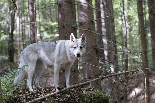 Wolfdog In Forest