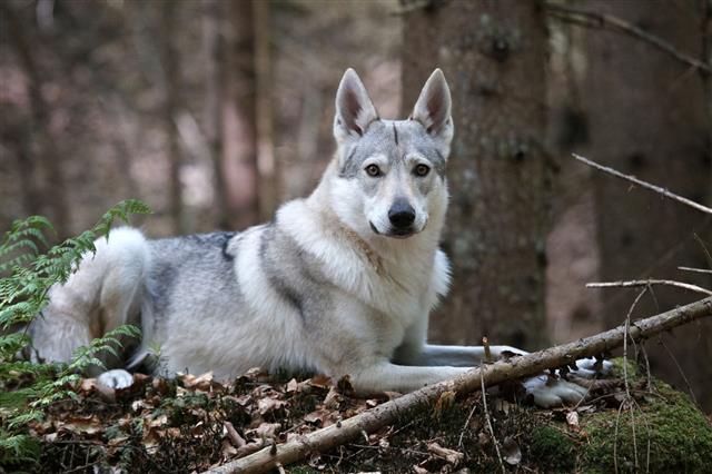 Wolfdog In Forest Bavarian Forest