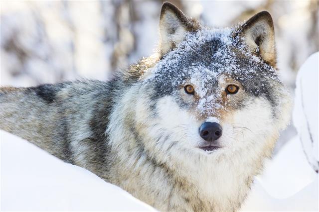 Wolf Walking In Winter Forest