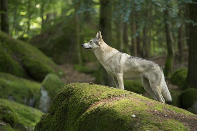 Wolf Dog In Bavarian Forest
